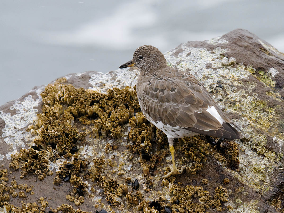 Surfbird