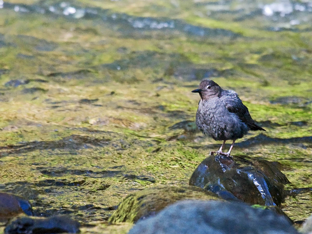 American Dipper