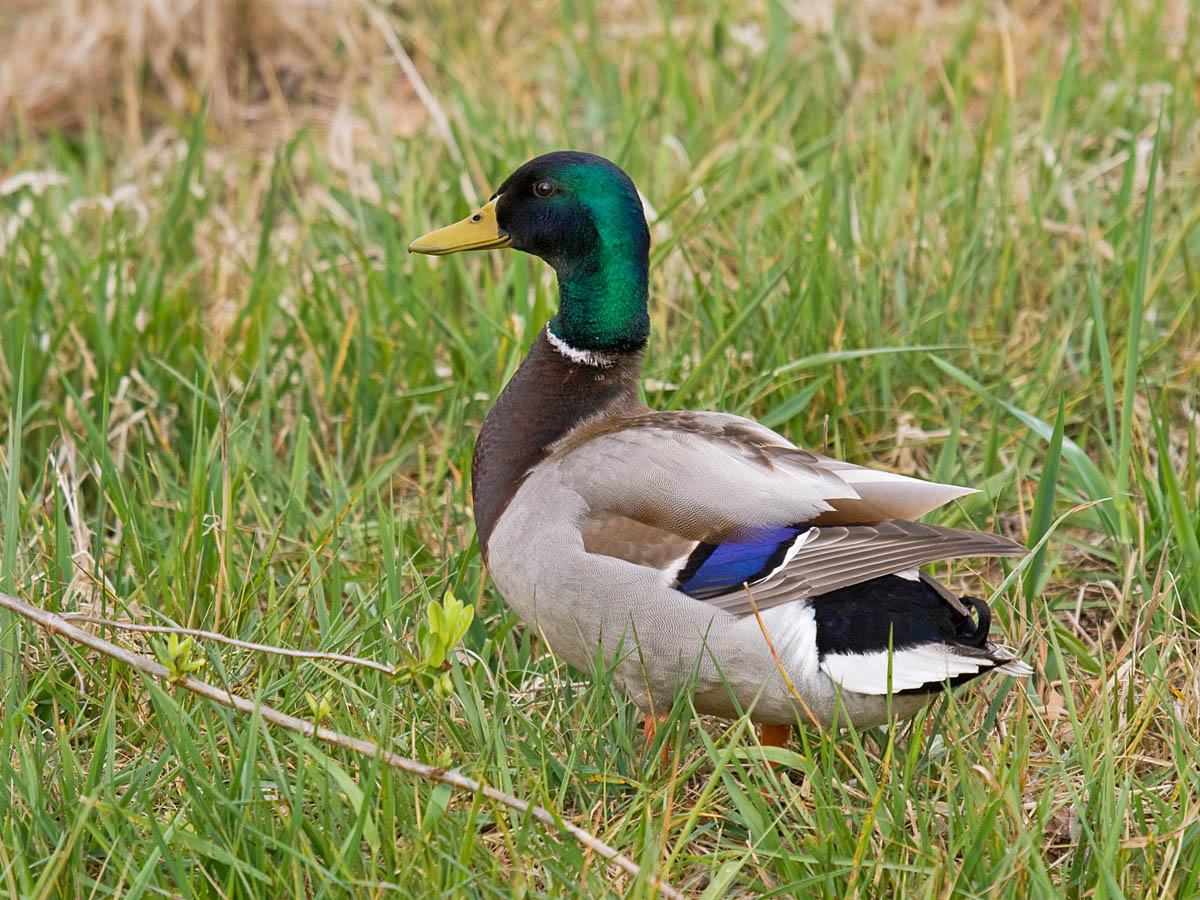 Mallard
