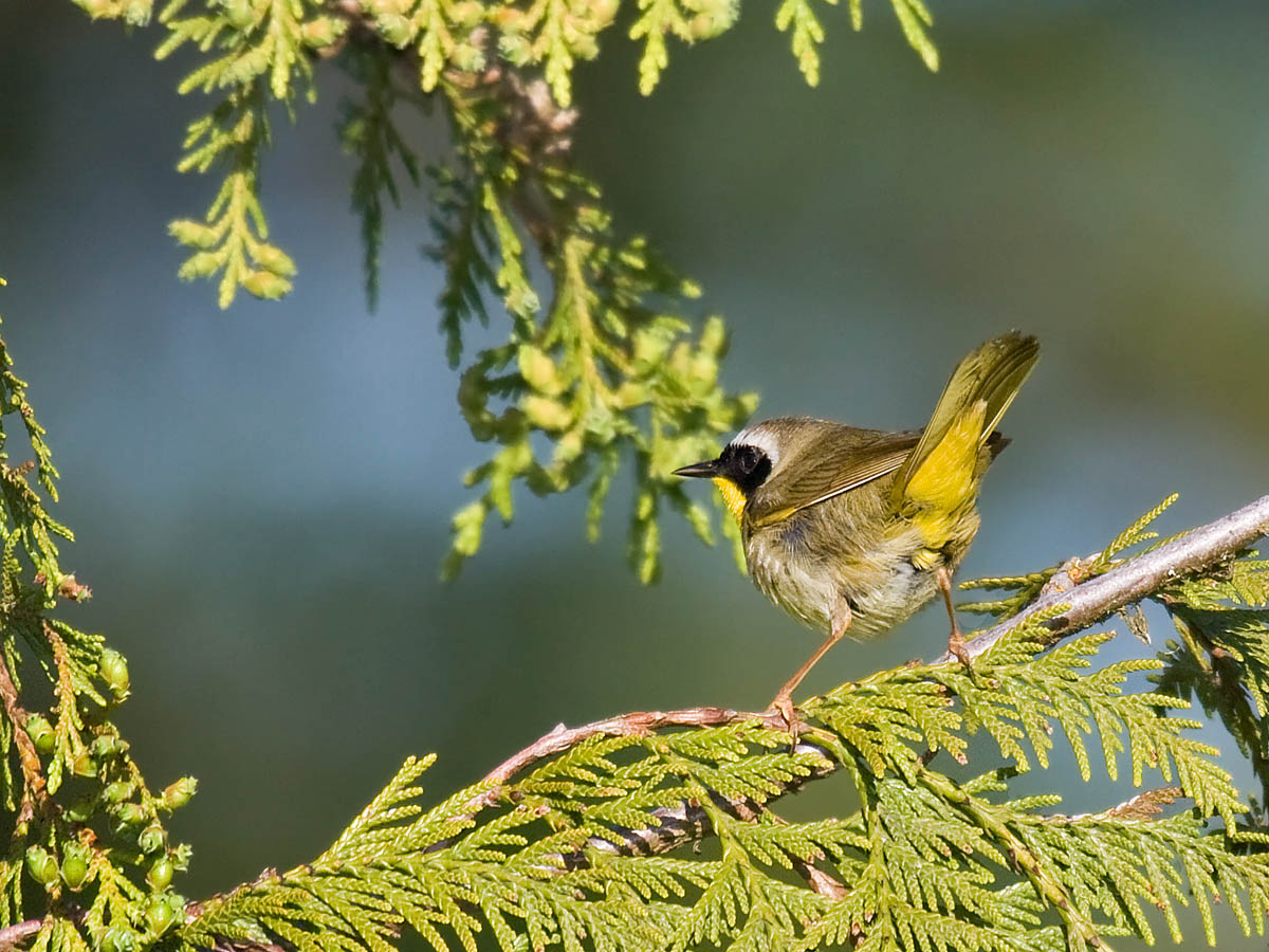 Common Yellowthroat