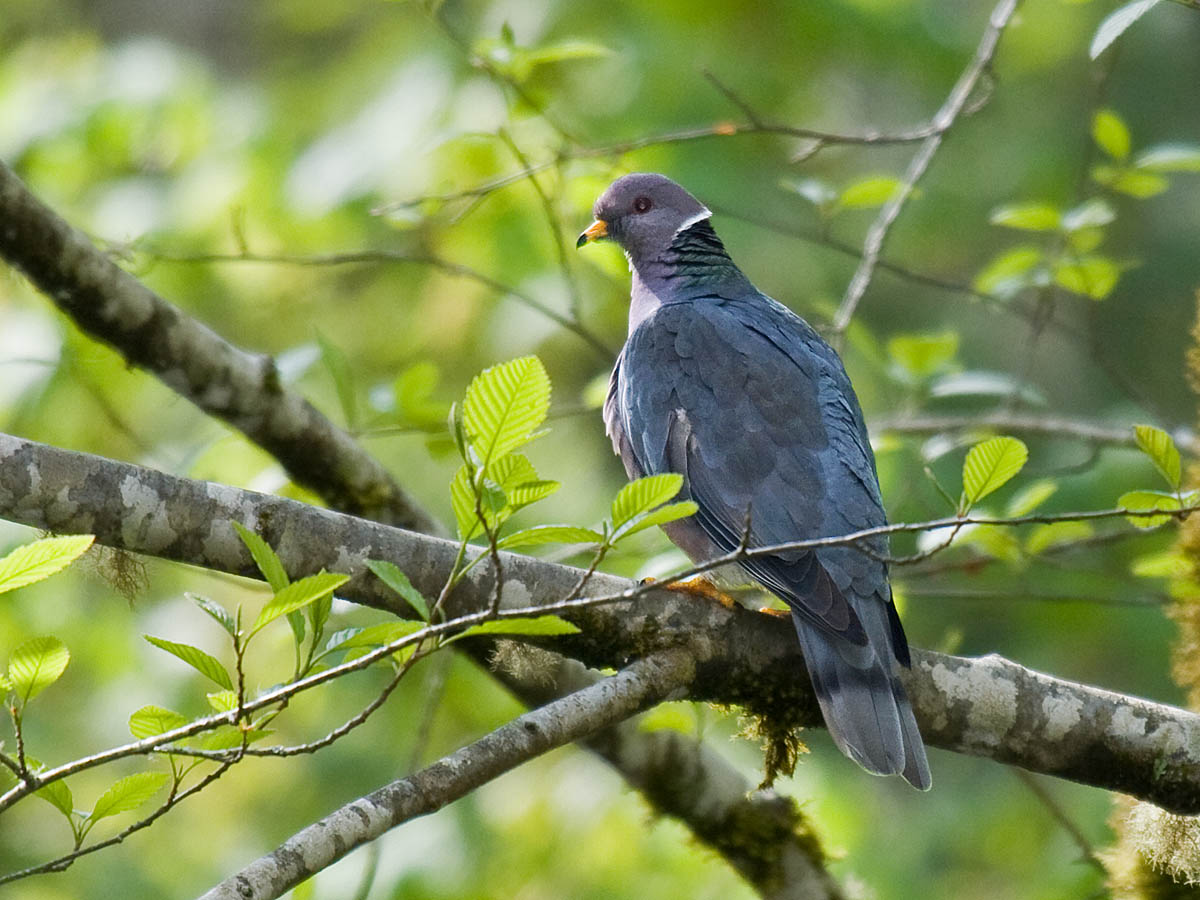 Band-tailed Pigeon