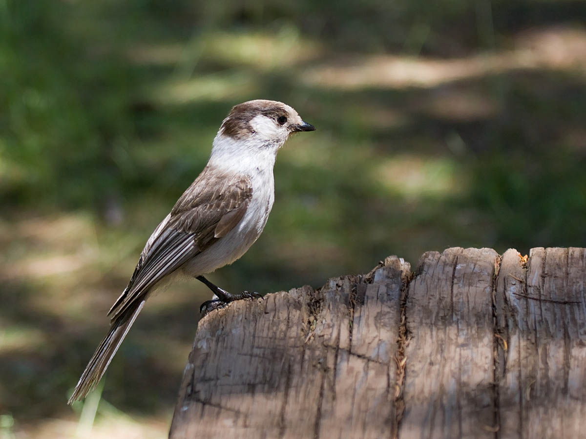 Gray Jay