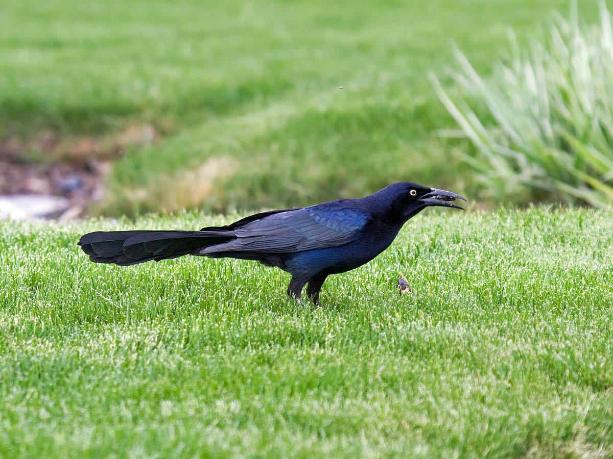 Great-tailed Grackle