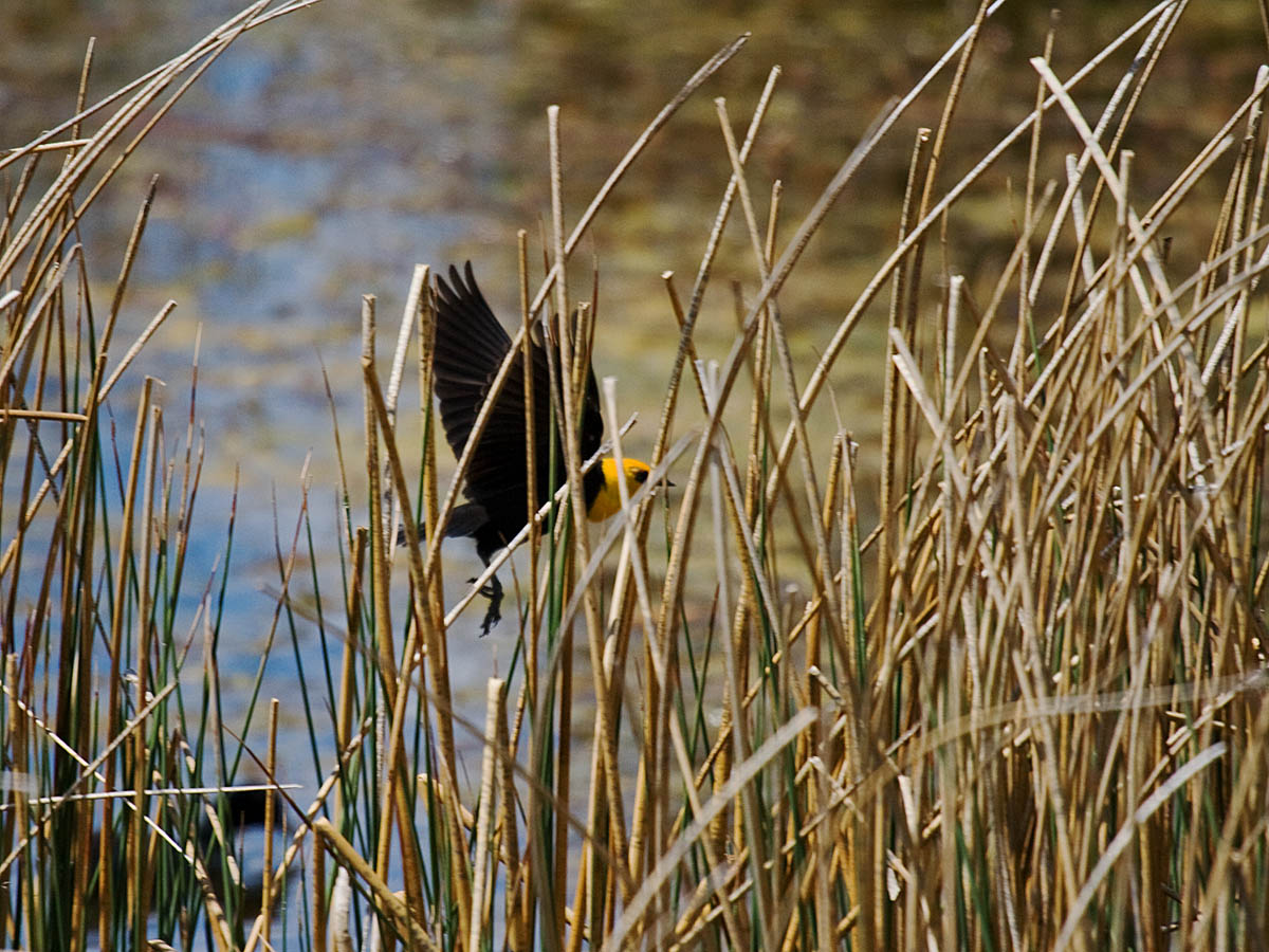 Yellow-headed Blackbird