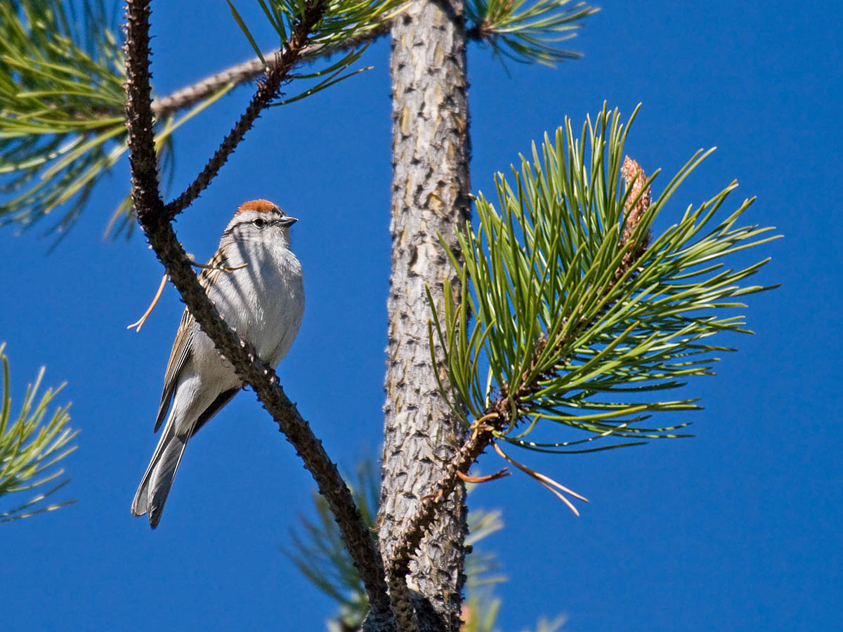 Chipping Sparrow