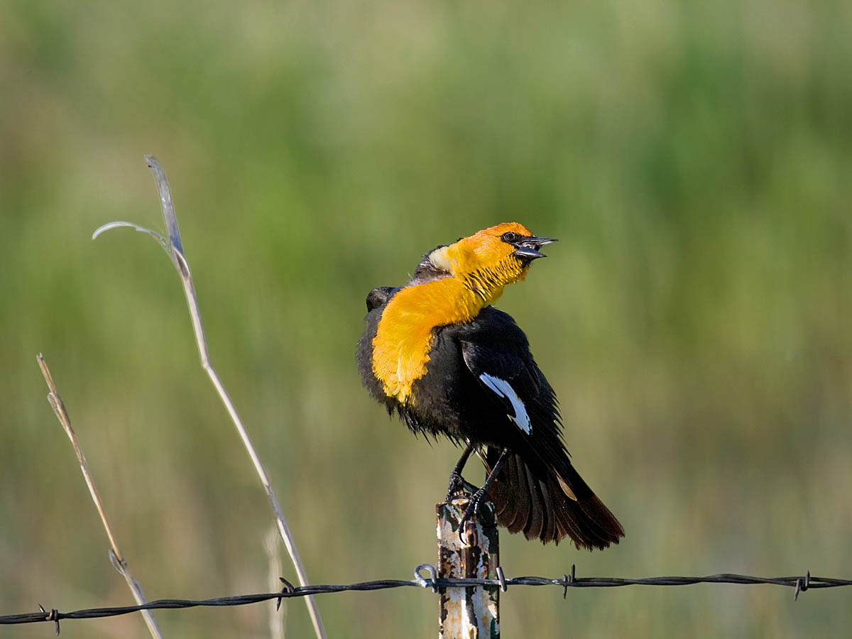 Yellow-headed Blackbird