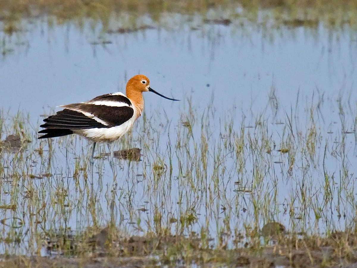 American Avocet