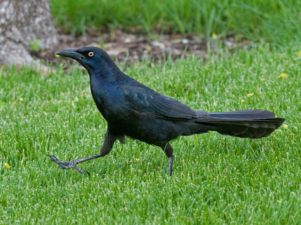 Great-tailed Grackle