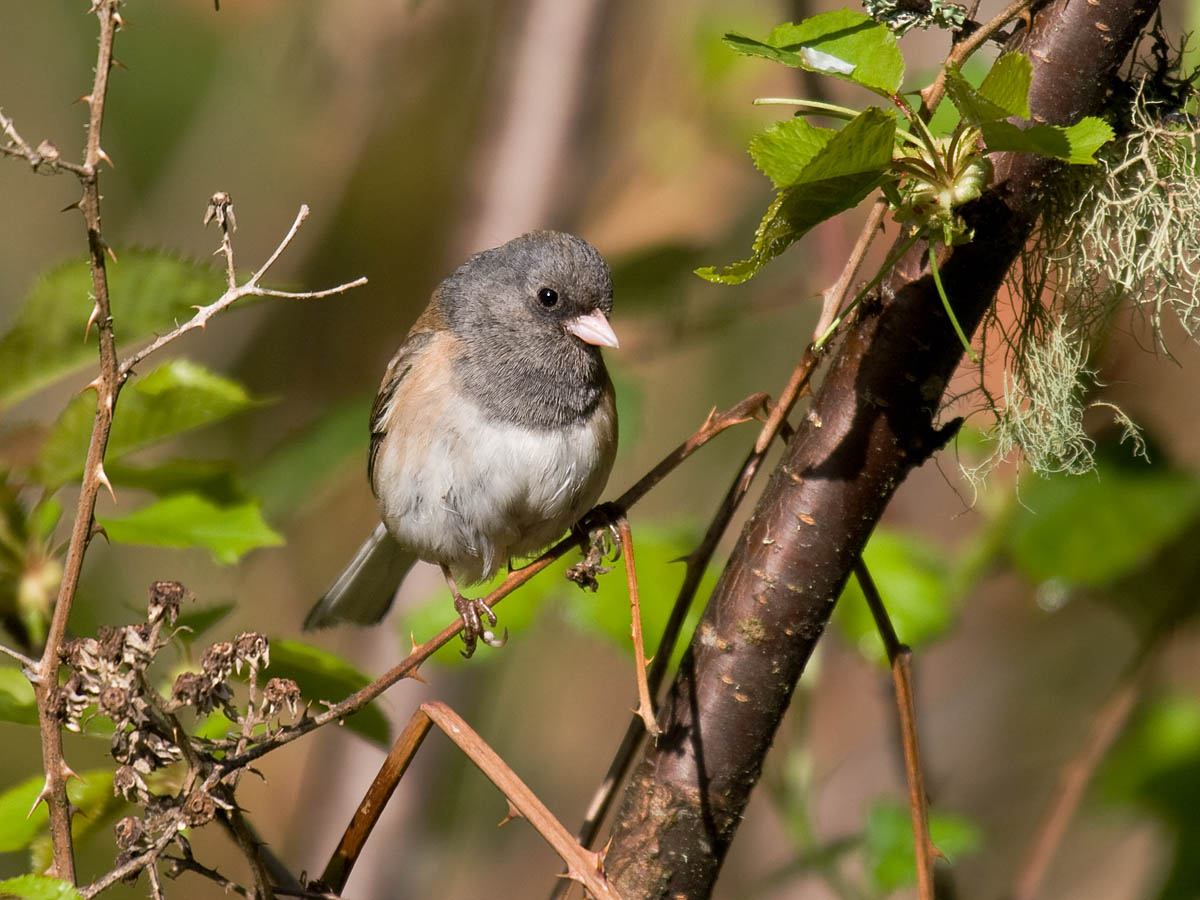 Dark-eyed Junco