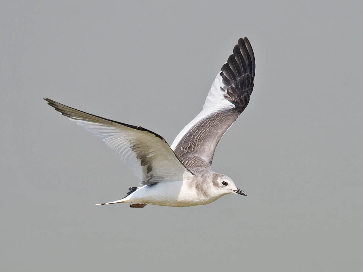 Sabines Gull