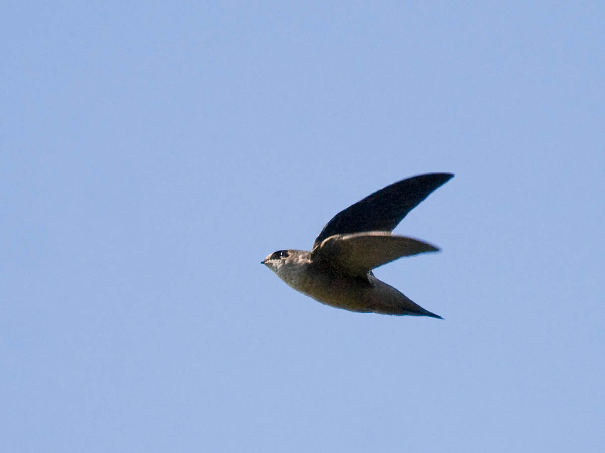 Vauxs Swift