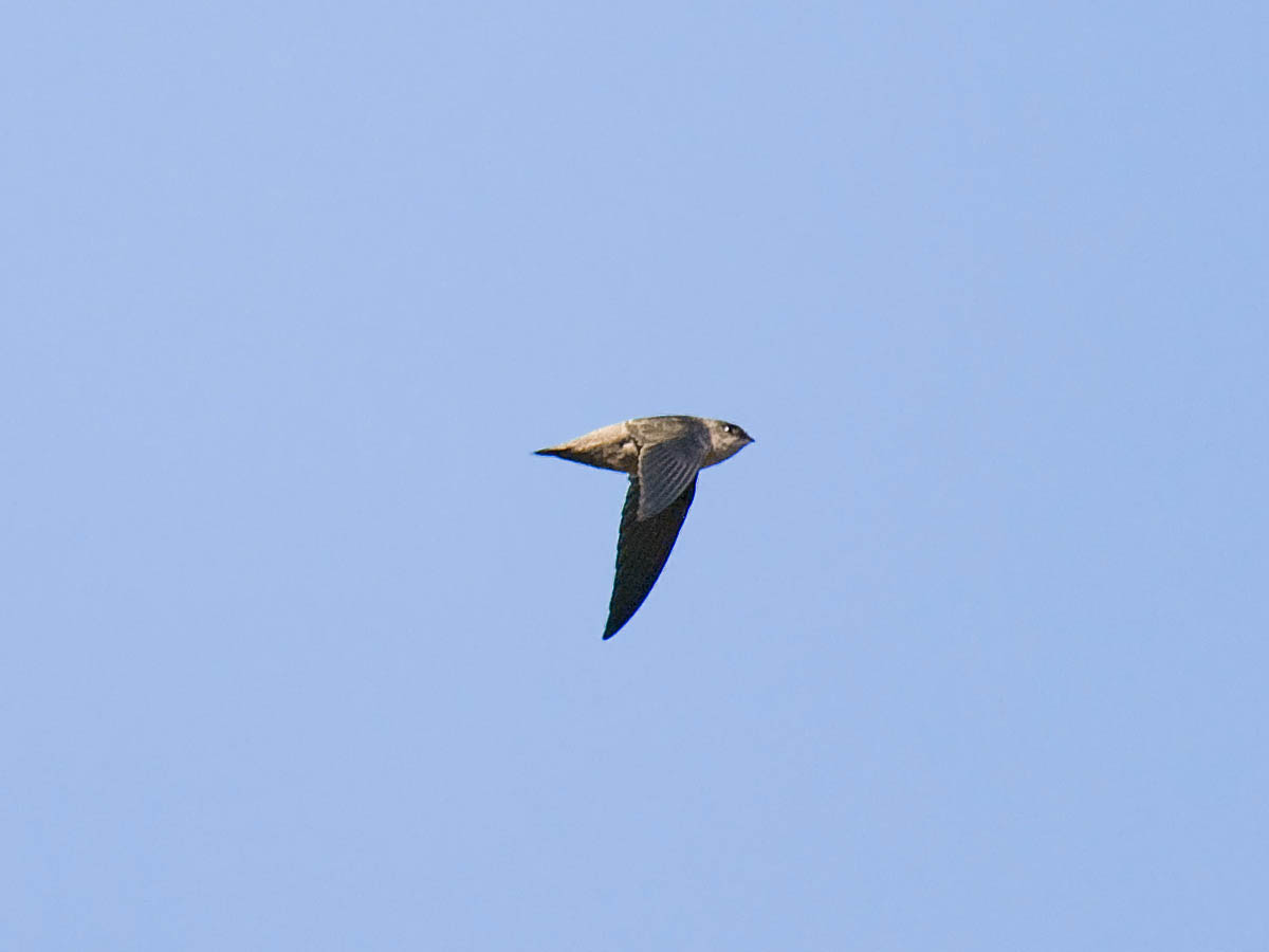 Vauxs Swift