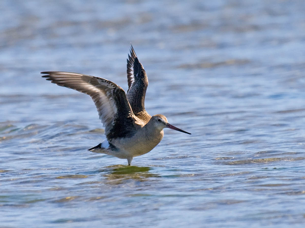 Hudsonian Godwit