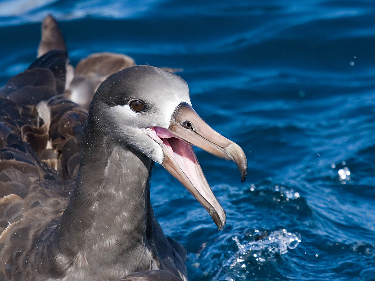 Black-footed Albatross