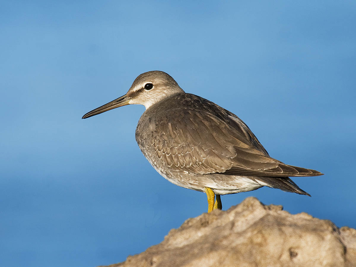 Wandering Tattler