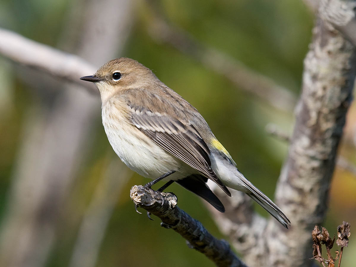 Yellow-rumped Warbler