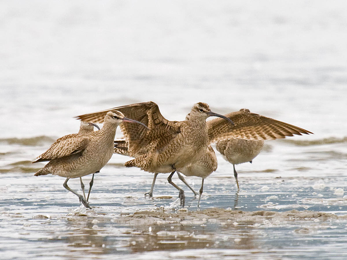 Whimbrel