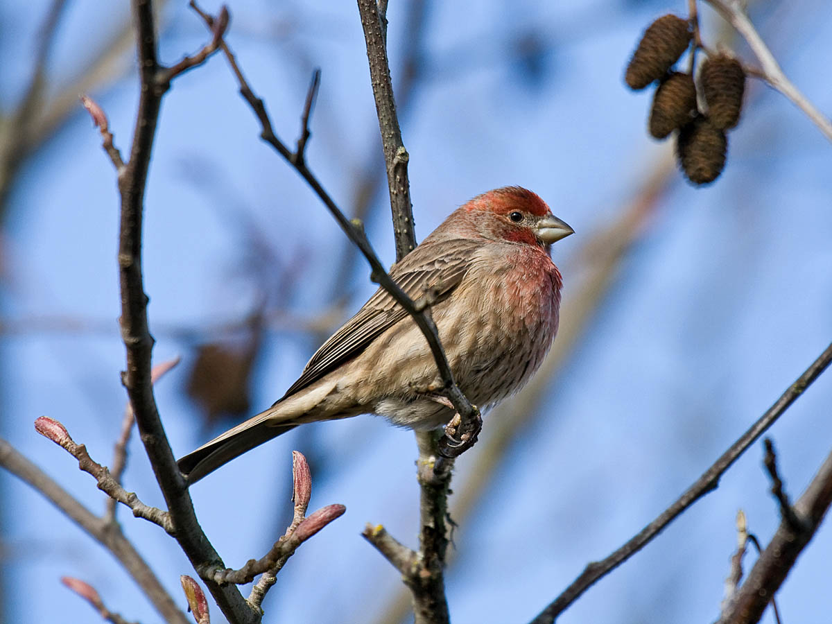 House Finch