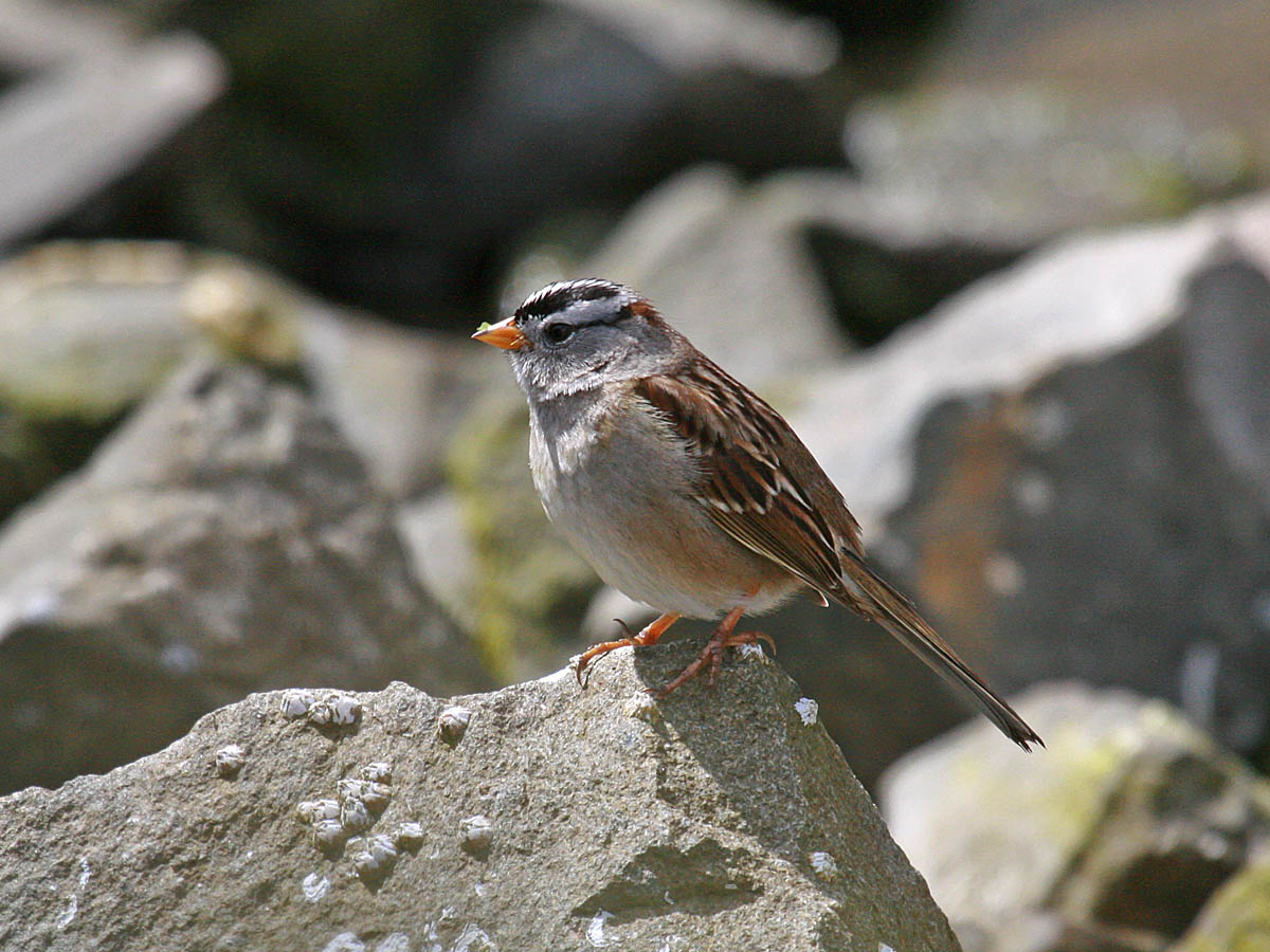 White-crowned Sparrow