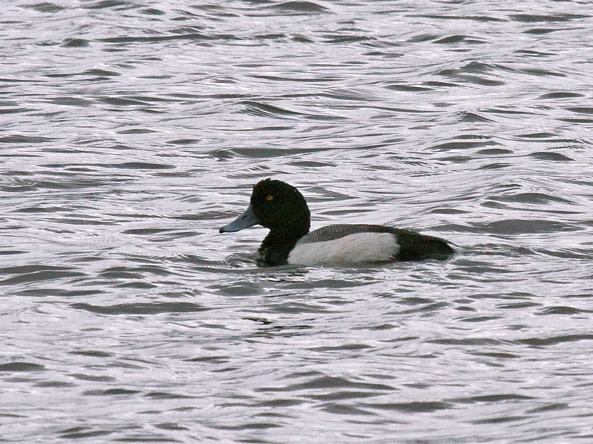 Greater Scaup