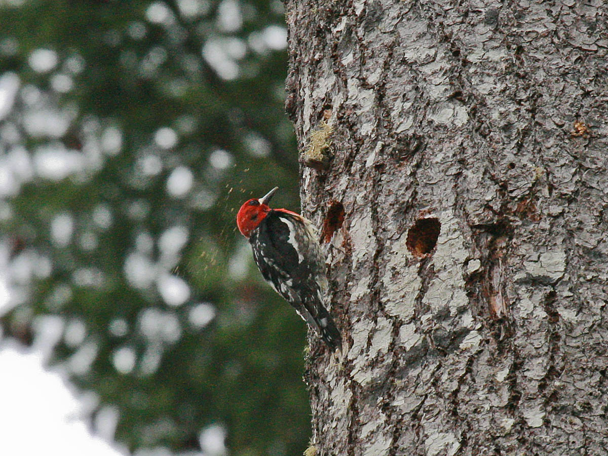 Red-breasted Sapsucker