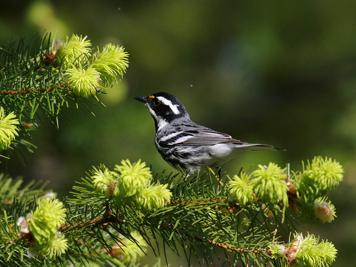 Black-throated Gray Warbler