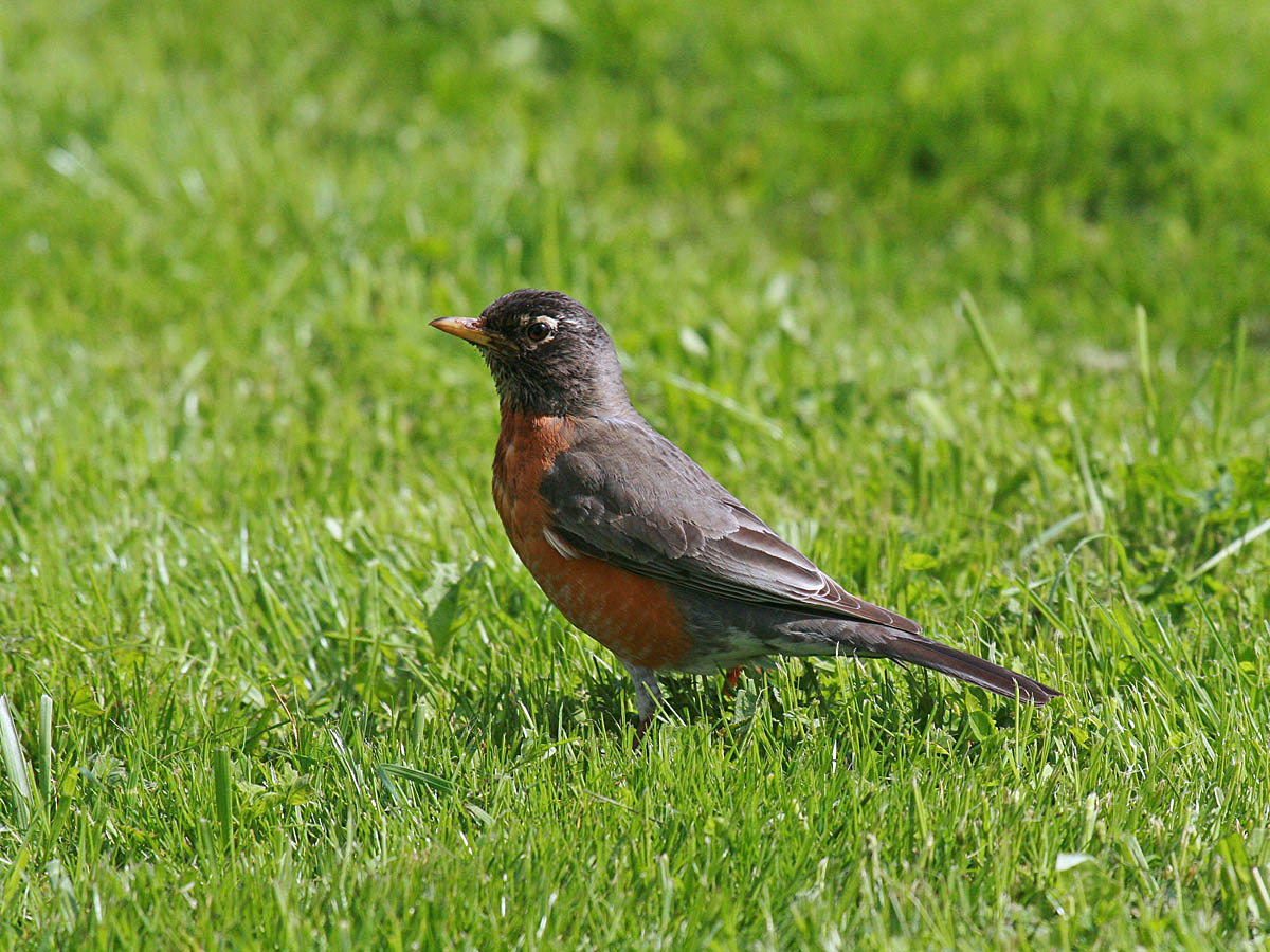 American Robin