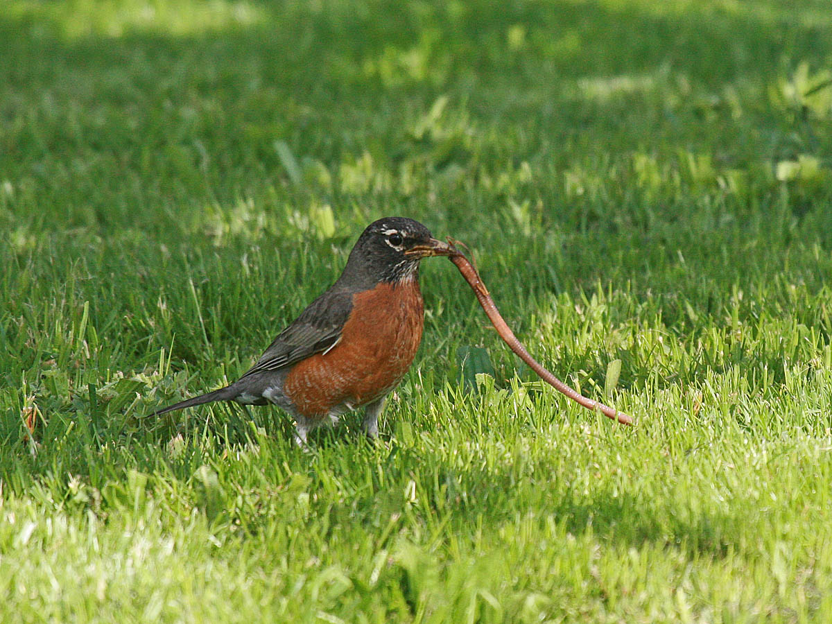 American Robin