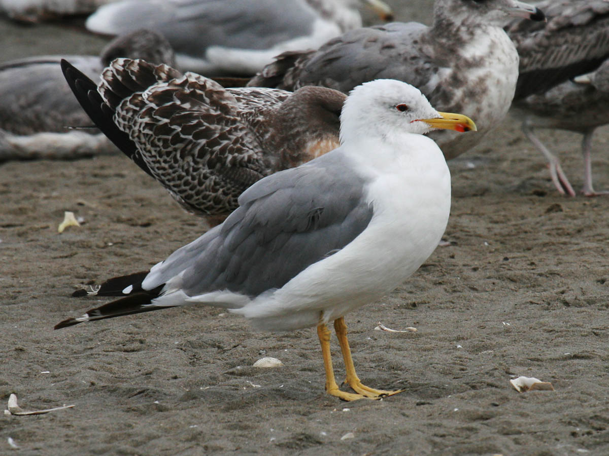 California Gull