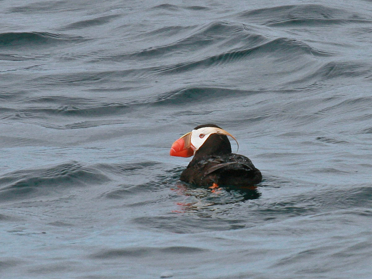 Tufted Puffin