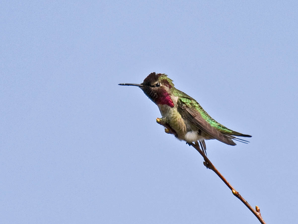Annas Hummingbird