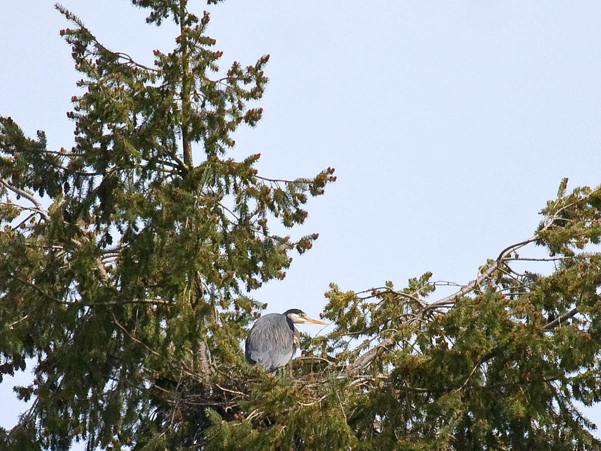 Great Blue Heron on nest