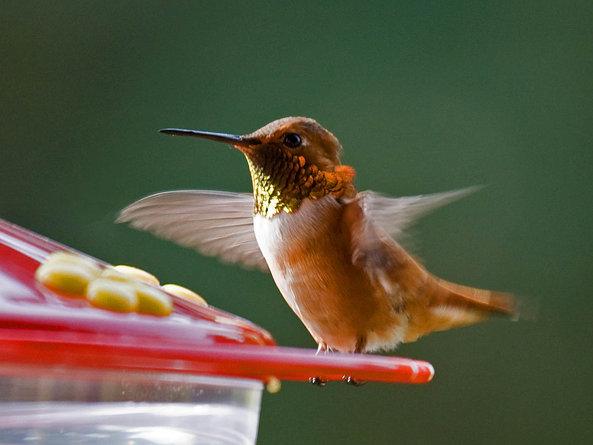 Rufous Hummingbird