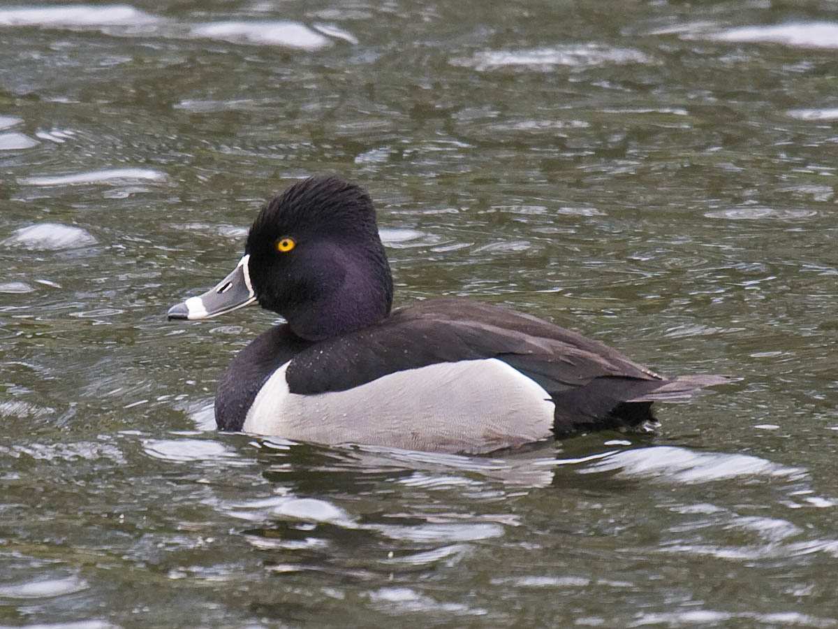 Ring-necked Duck
