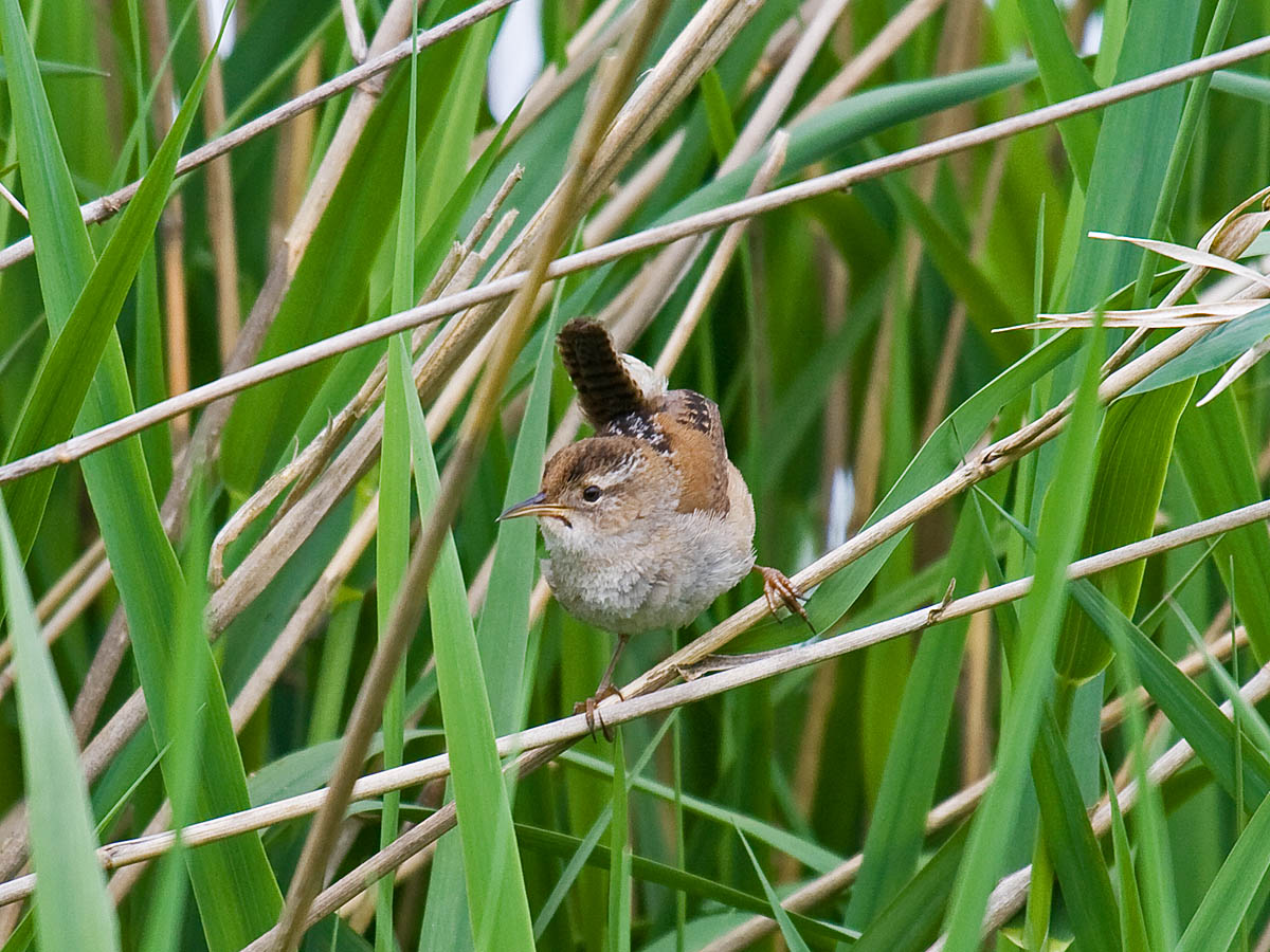 Marsh Wren