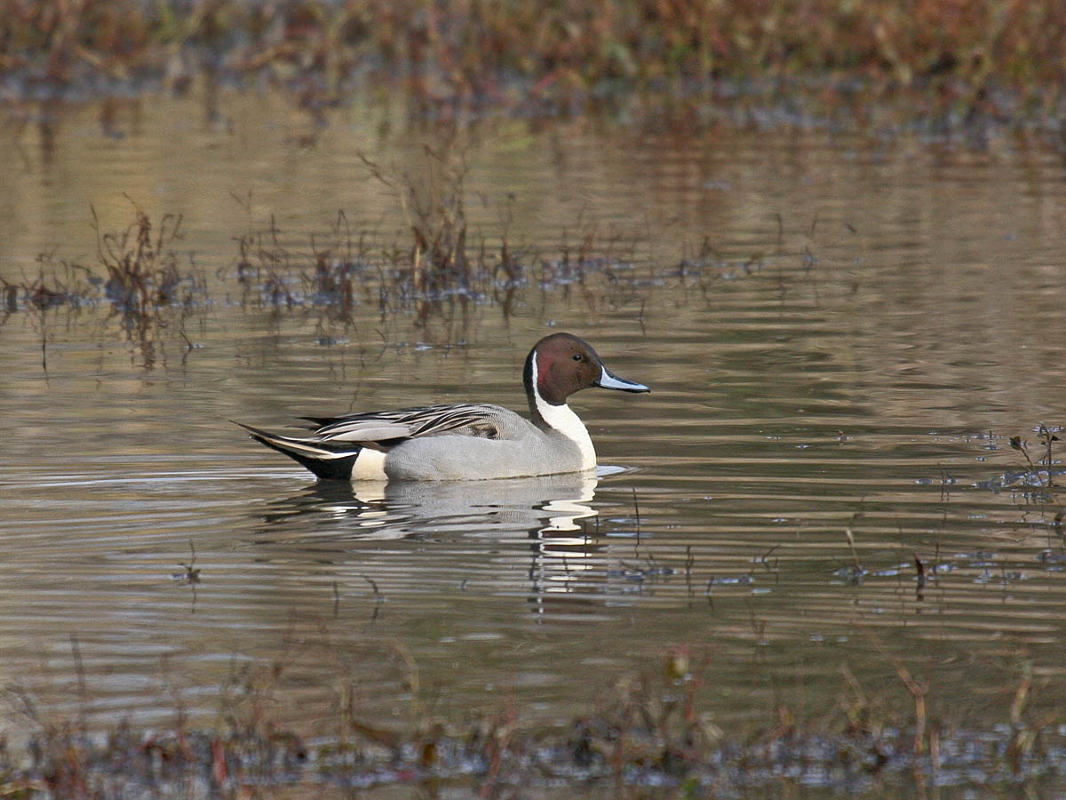Northern Pintail