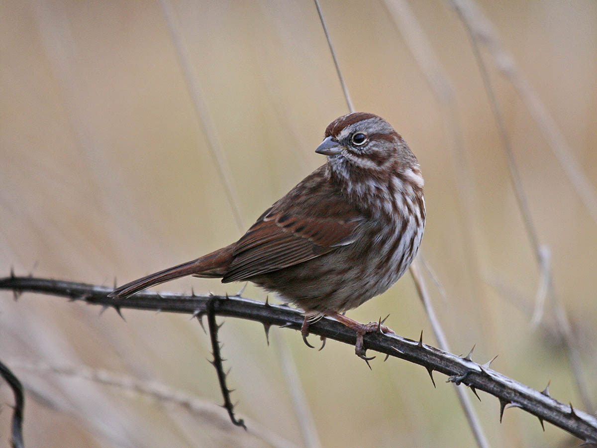 Song Sparrow