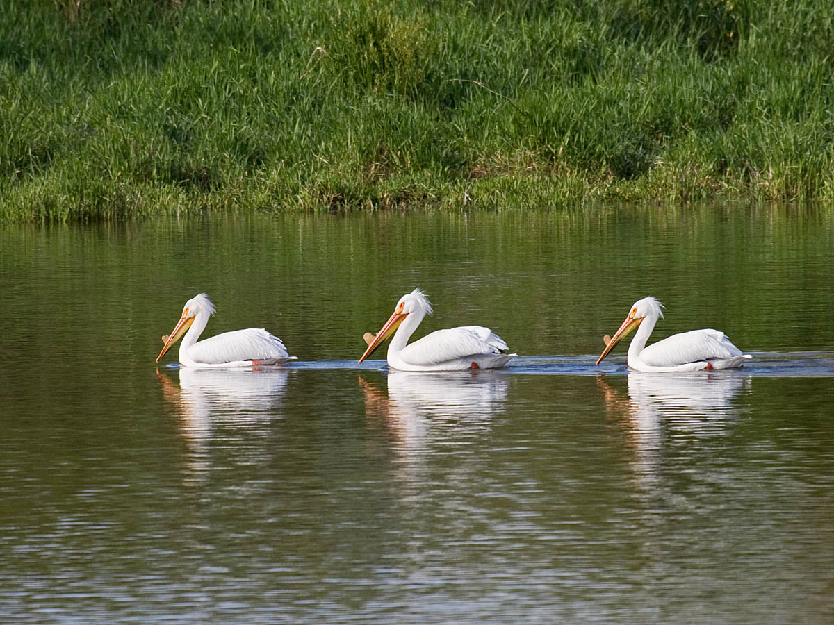 American White Pelican