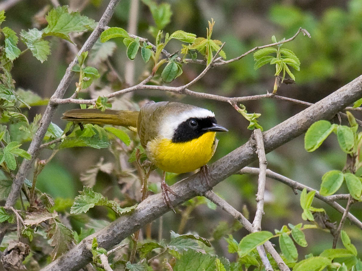 Common Yellowthroat