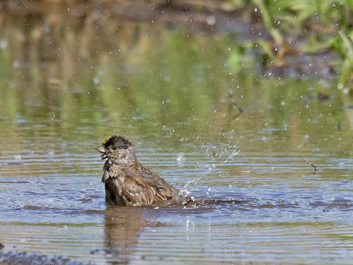 Golden-crowned Sparrow