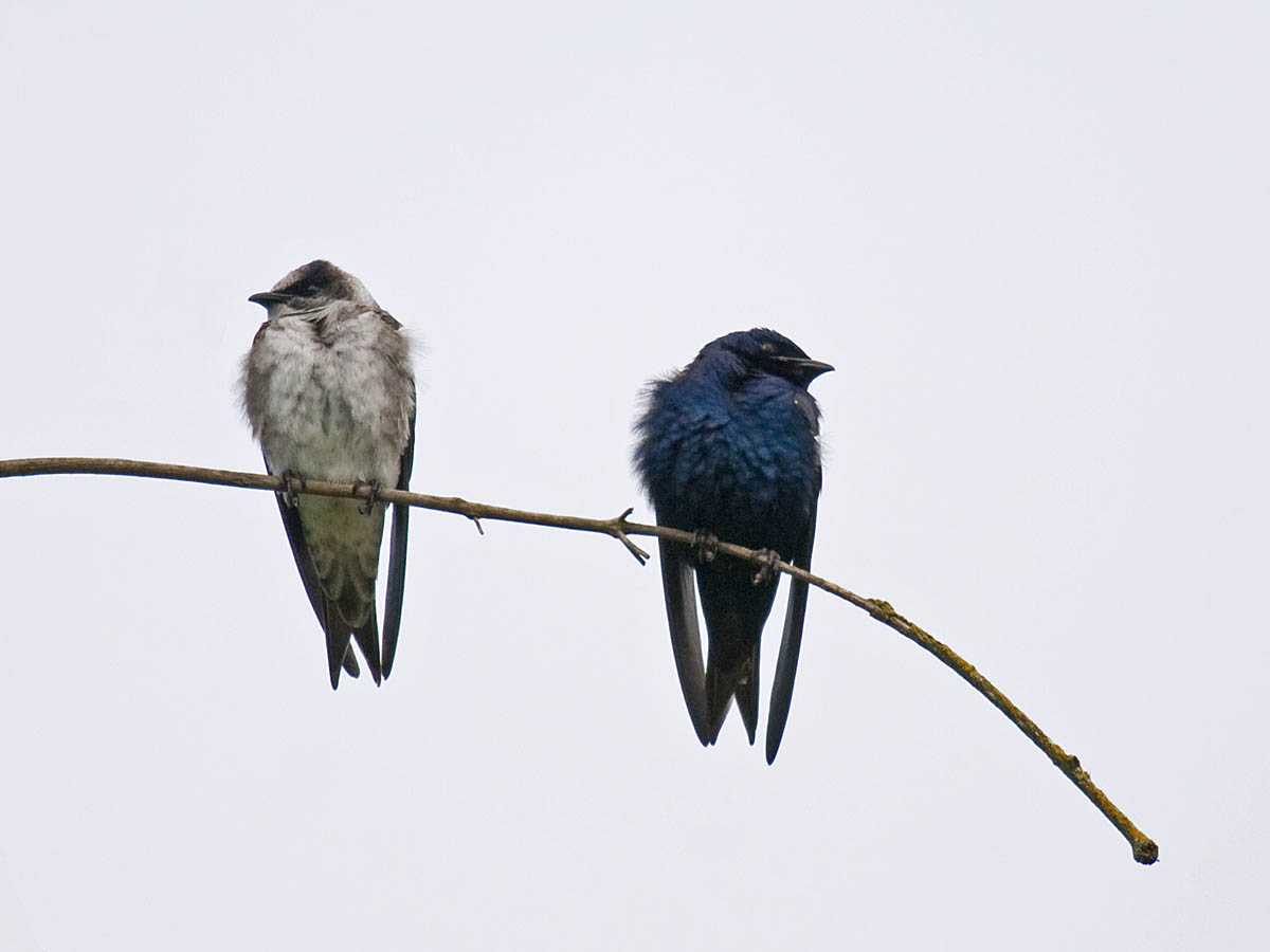 Purple Martin