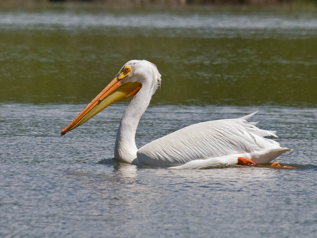American White Pelican
