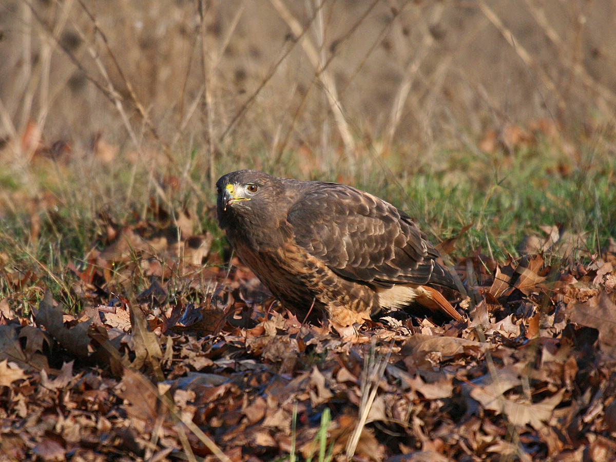 Red-tailed Hawk