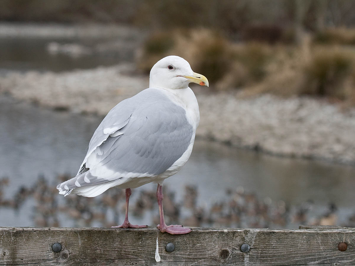 Glaucous-winged Gull