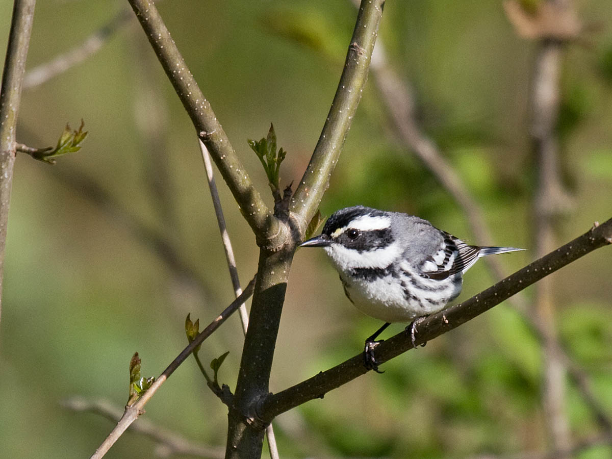 Black-throated Gray Warbler