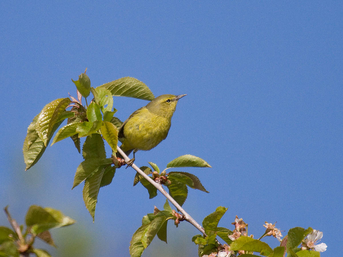 Orange-crowned Warbler