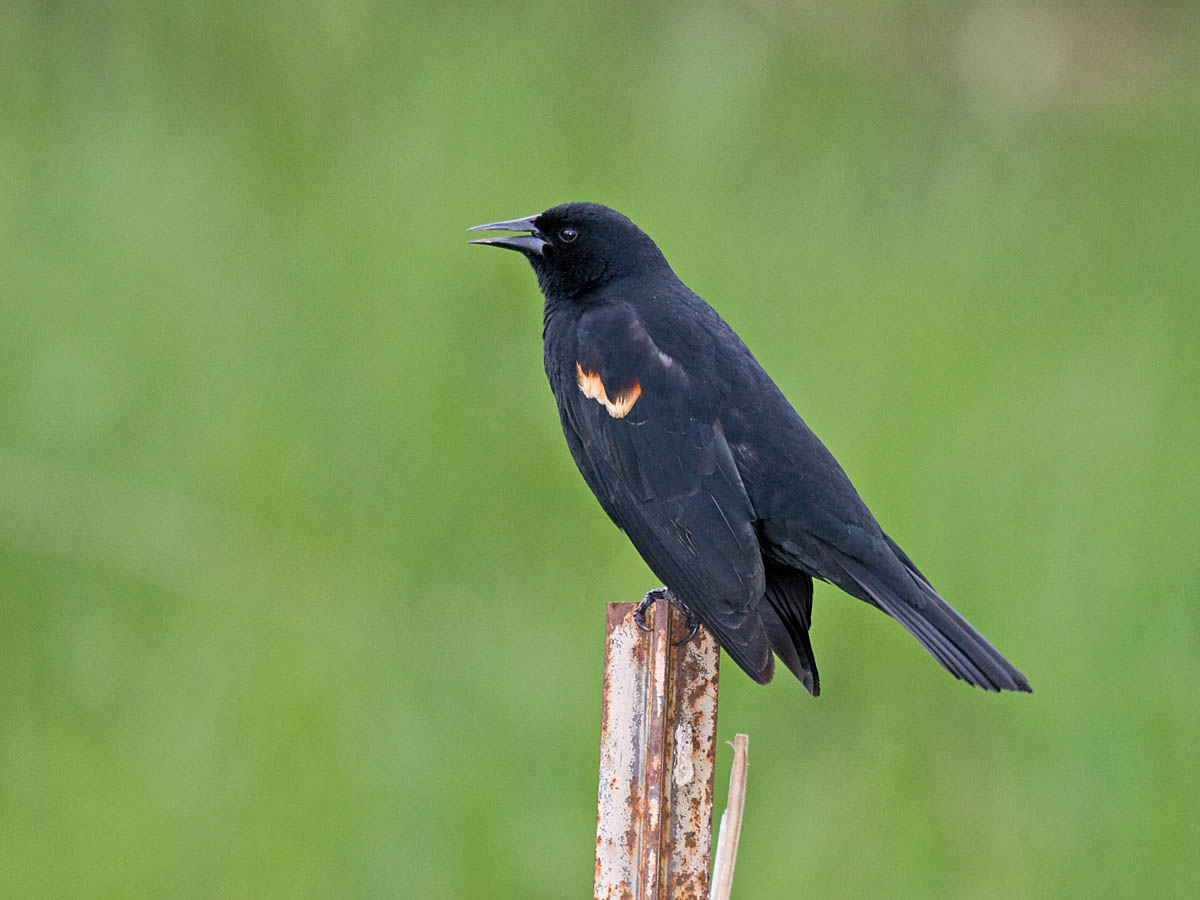 Red-winged Blackbird