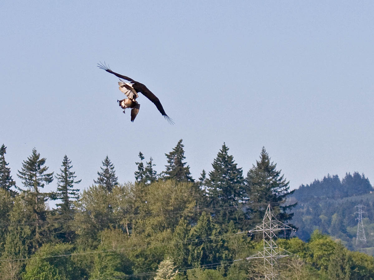 eagle kills goose