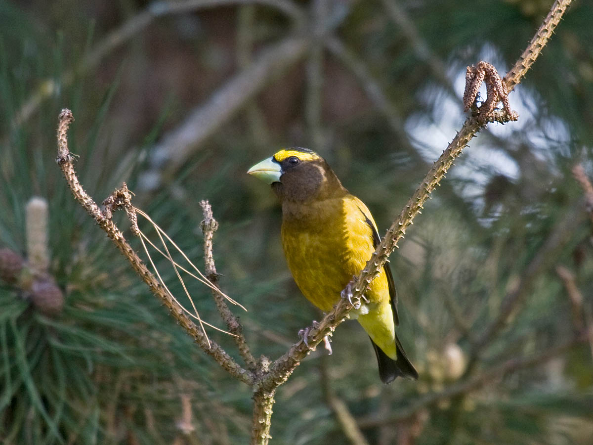 Evening Grosbeak