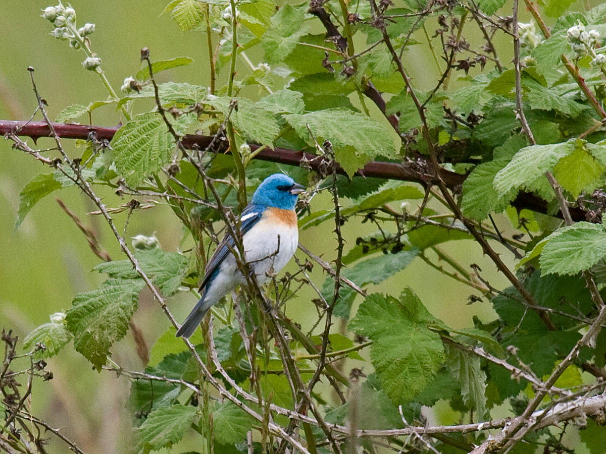 Lazuli Bunting